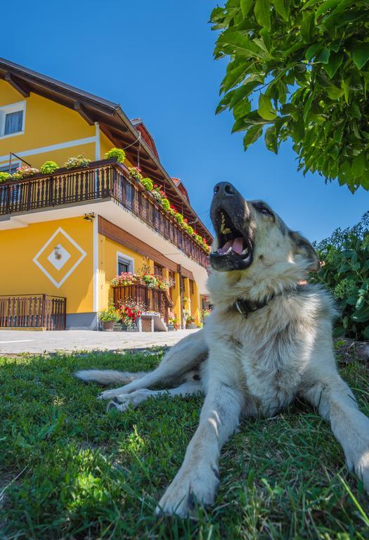 Panorama B&B Ptuj Dış mekan fotoğraf